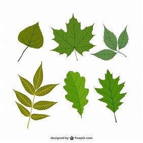 Are all leaves green?