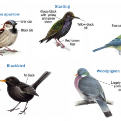 Can I Identify Different Birds?