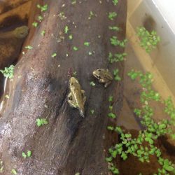 Two Little Speckled Frogs…